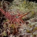 shrimp_hingebeak_rb_kad_h_0104_fij0663.jpg